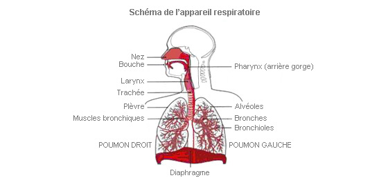 schéma appareil respiratoire